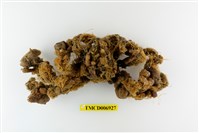 藏品(鈍額曲毛蟹)的圖片